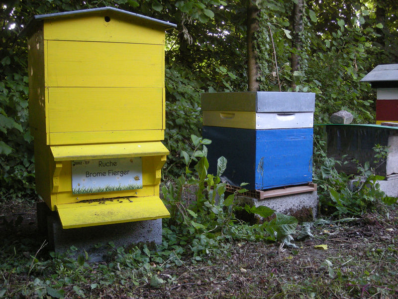 La ruche Brome Fierger